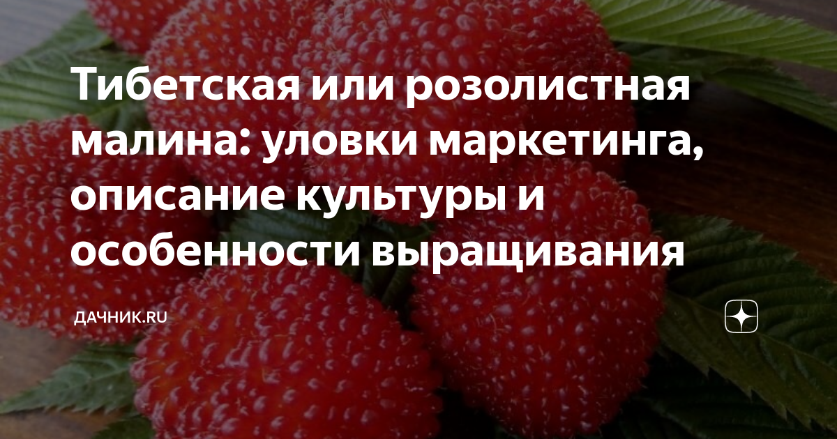 Тибетская или розолистная малина: уловки маркетинга, описание культуры ...