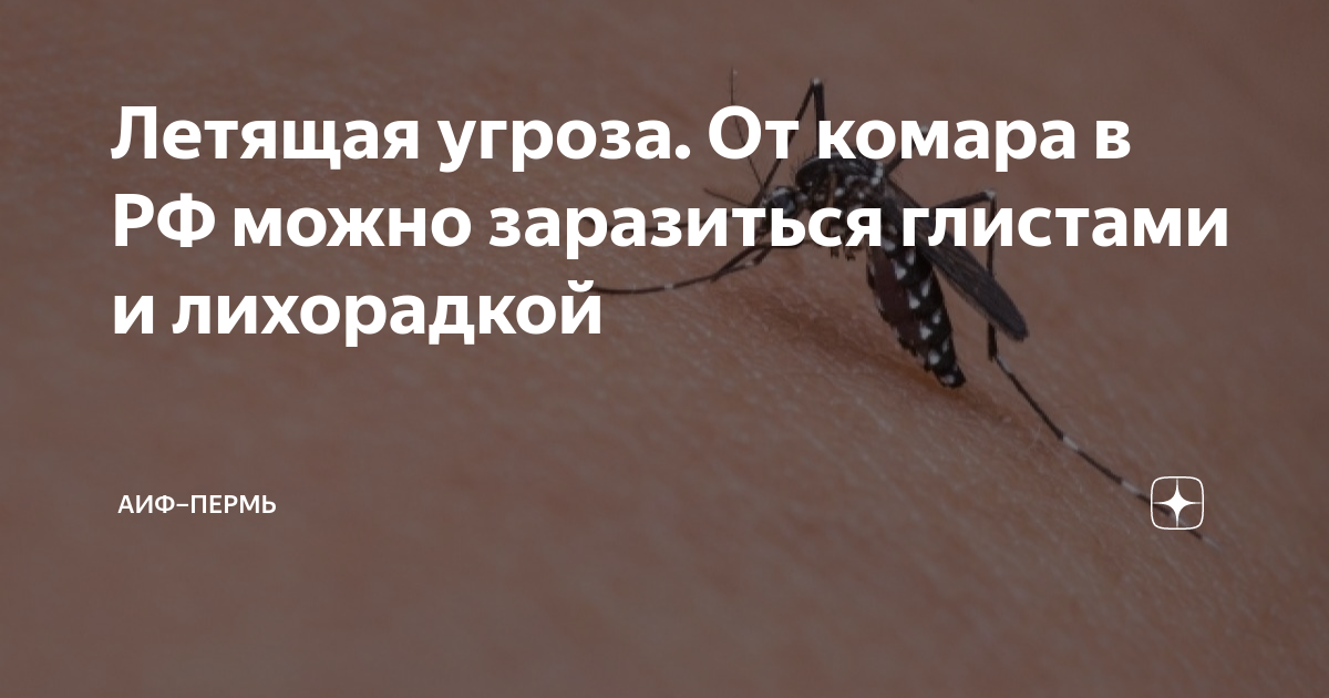 Летящая угроза. От комара в РФ можно заразиться глистами и лихорадкой ...