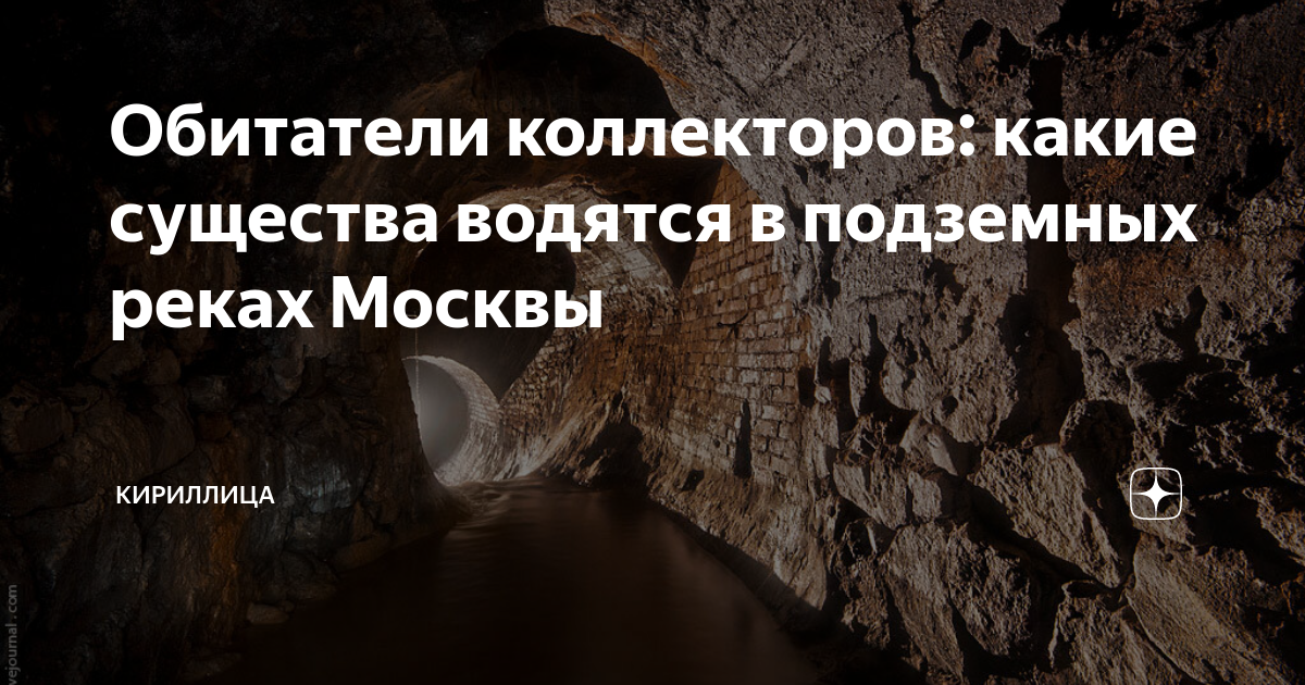 Обитатели коллекторов: какие существа водятся в подземных реках Москвы ...