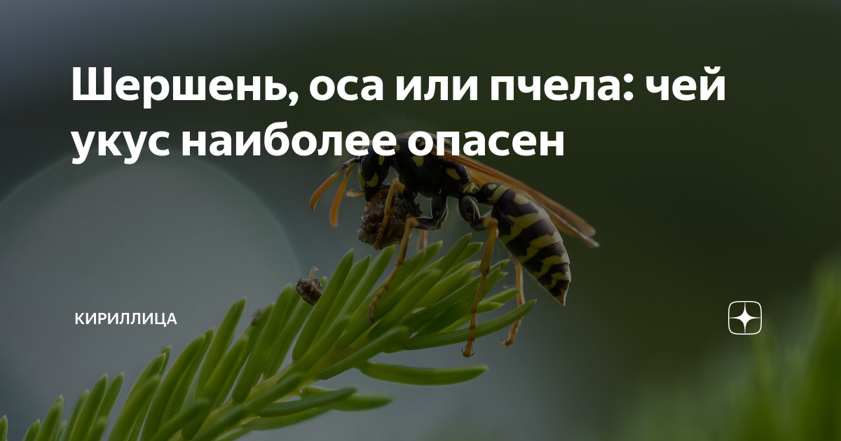 Больно осу. Шершень опасность для человека. Шершень опасен для жизни. Шершень и Оса. Шмель пчела Оса Шершень укусы.