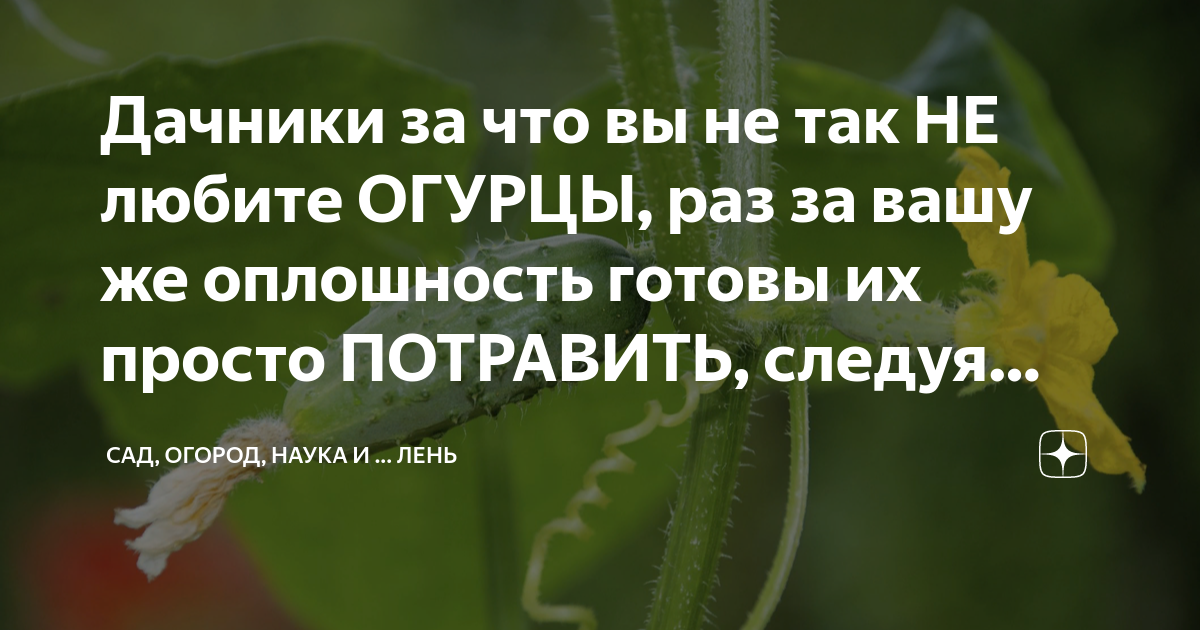 Дачники за что вы не так НЕ любите ОГУРЦЫ, раз за вашу же оплошность ...
