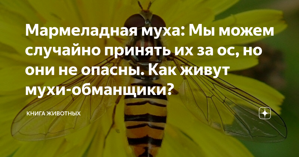Мармеладная муха: Мы можем случайно принять их за ос, но они не опасны ...