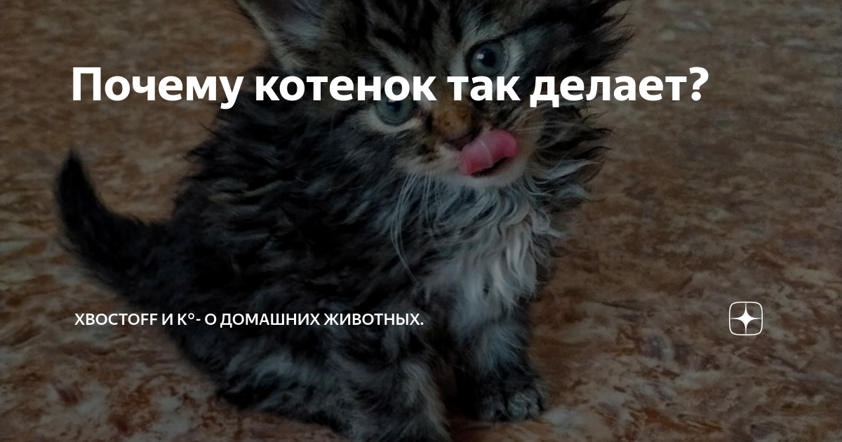 почему играют котята. почему коте. почему коте. котенок мяучит. кот чихнул.