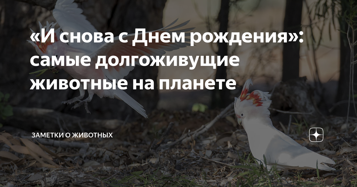 «И снова с Днем рождения»: самые долгоживущие животные на планете ...