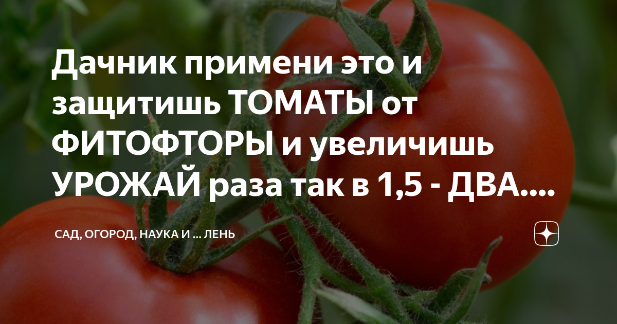 Дачник примени это и защитишь ТОМАТЫ от ФИТОФТОРЫ и увеличишь УРОЖАЙ ...