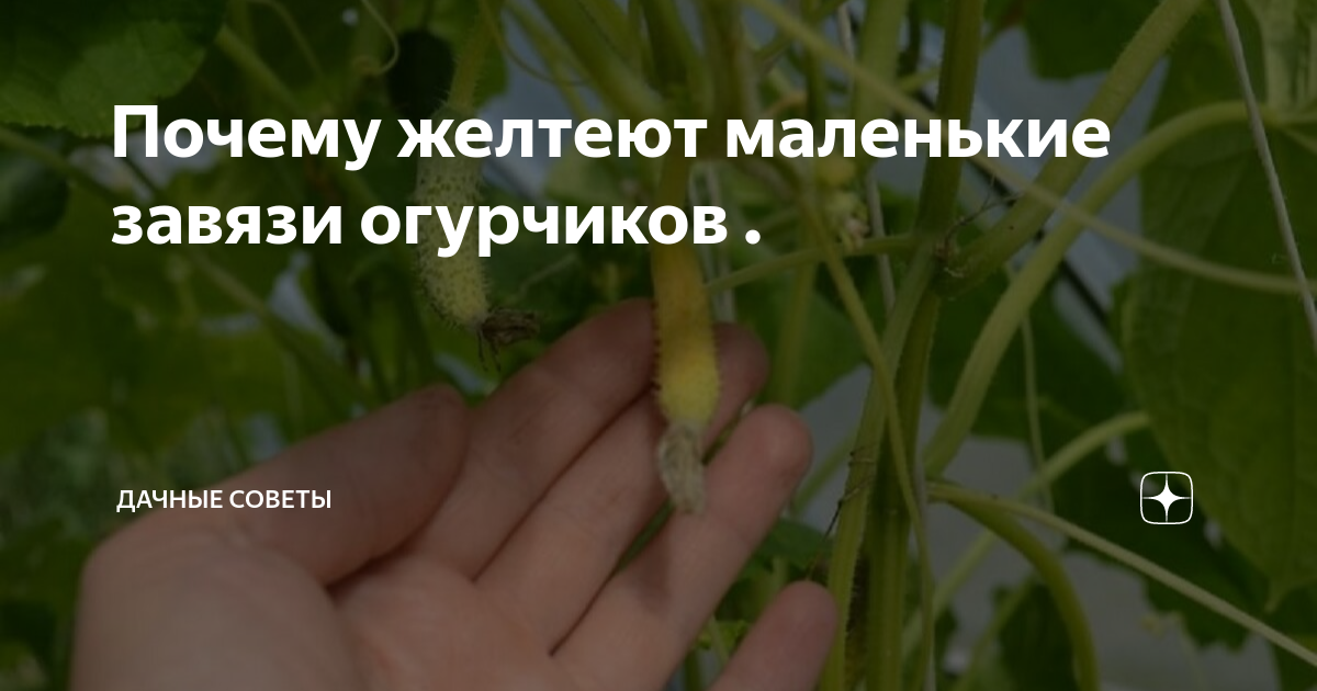 Почему желтеют маленькие огурчики что делать. Желтеют завязи огурцов.