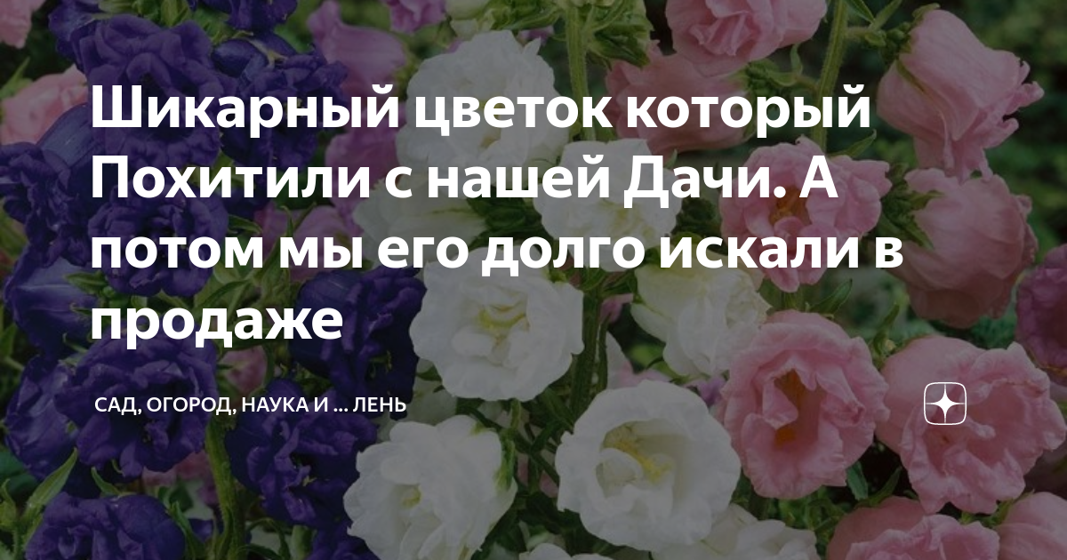 Шикарный цветок который Похитили с нашей Дачи. А потом мы его долго ...