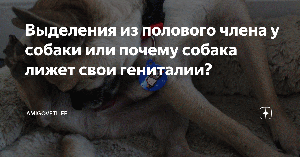 У собаки пенис после эрекции не убирается обратно в препуций. Что делать?