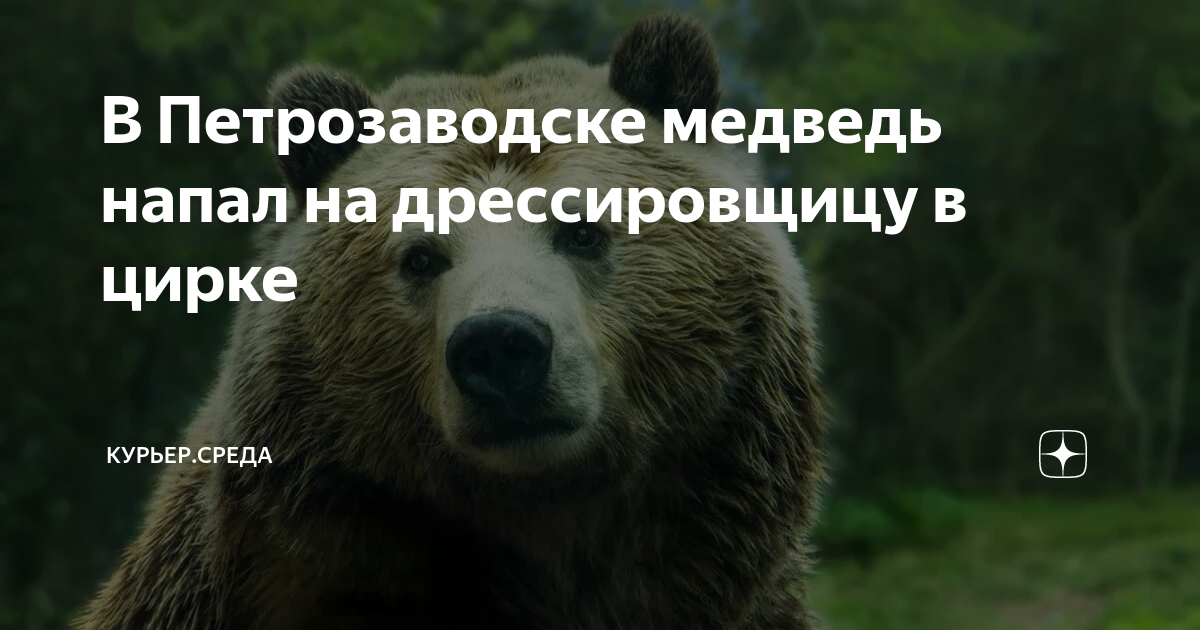 В Петрозаводске медведь напал на дрессировщицу в цирке | Драга.Лайф | Дзен