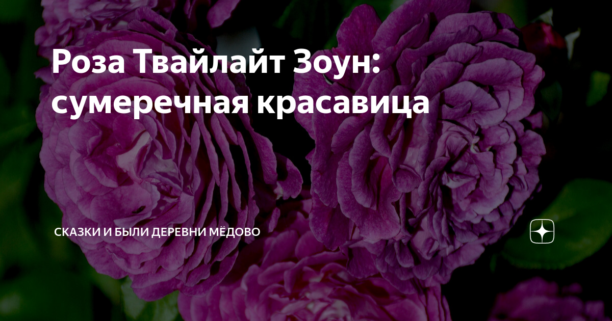 Роза Твайлайт Зоун: особенности и характеристика сорта, правила посадки, выращив