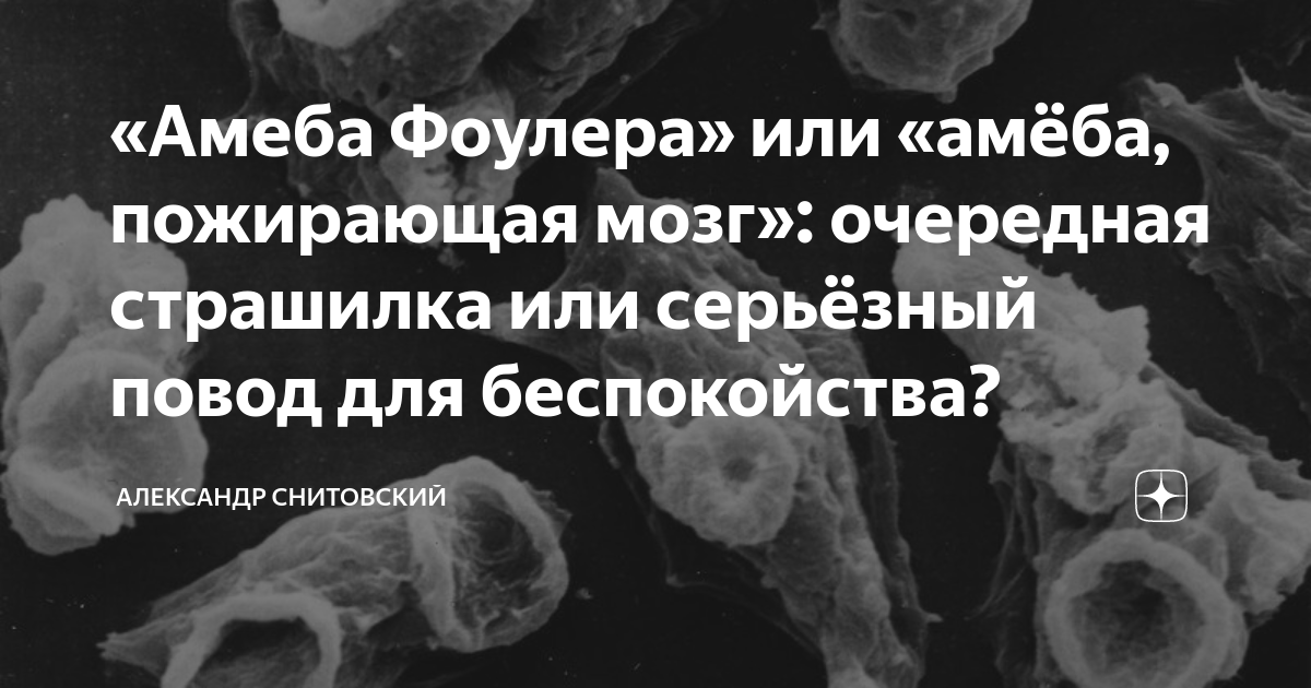 «Амеба Фоулера» или «амёба, пожирающая мозг»: очередная страшилка или ...