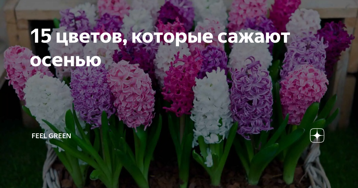 15 цветов, которые сажают осенью | Feel Green | Дзен