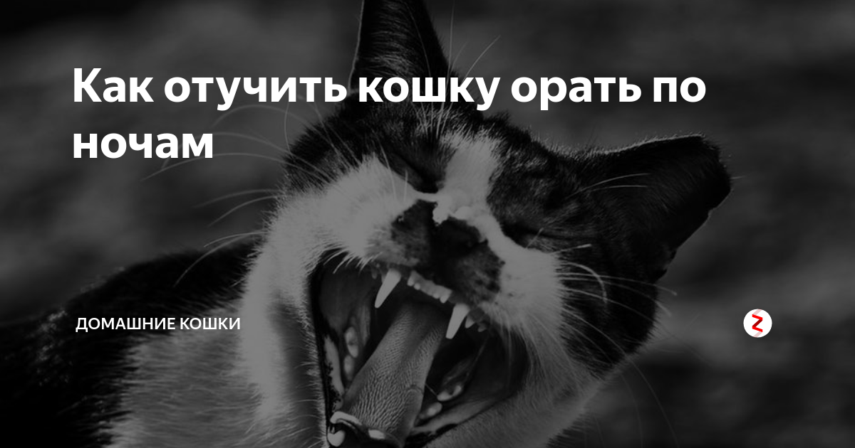 Как отучить мяукать. Почему коты орут ночью. Почему кошка кричит.