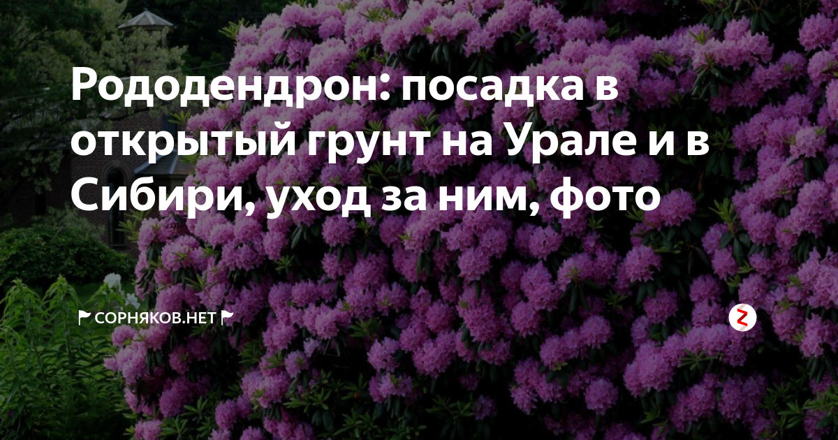 Посадка рододендрона в открытый. Рододендрон в Сибири посадка. Рододендрон посадка и уход в открытом грунте. Рододендрон Каренс почвы. Рододендроны скороговорка.