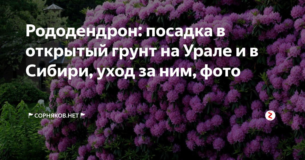 Рододендрон посадка и уход в открытом грунте в подмосковье весной фото