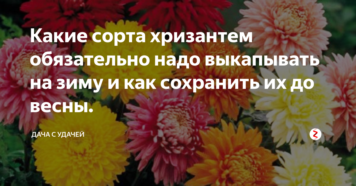 Как сохранить хризантемы зимой в погребе