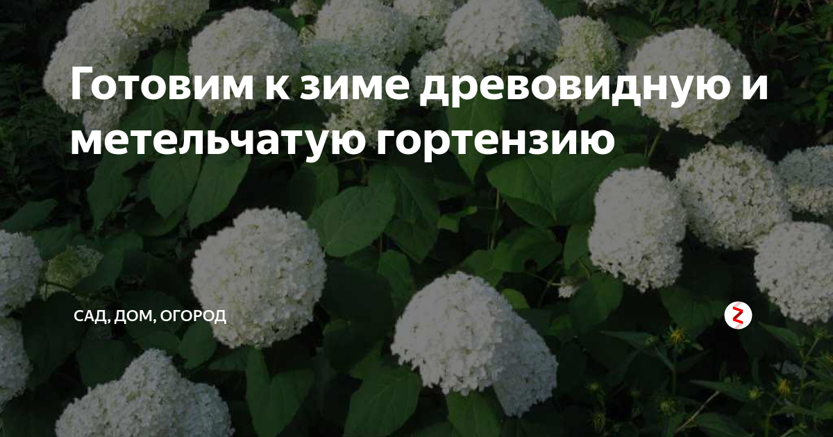 Чем отличаются метельчатые гортензии от древовидных и крупнолистных, что лучше