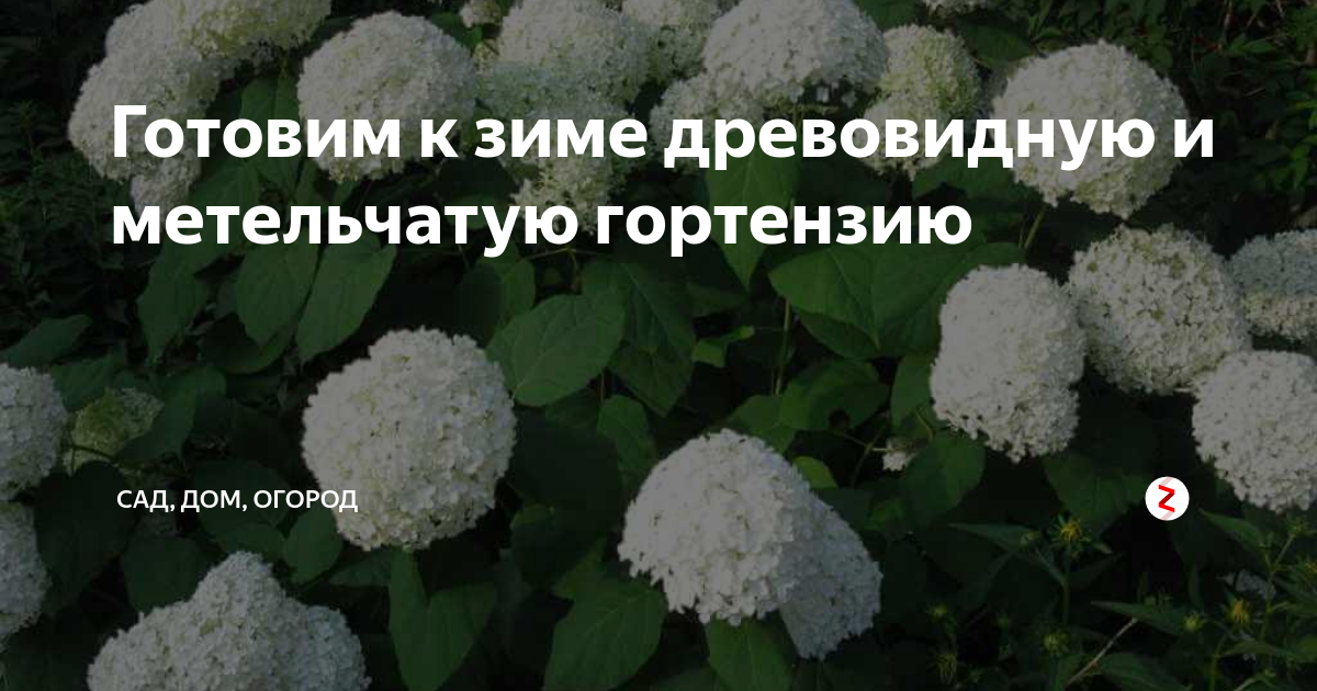 Гортензия метельчатая и крупнолистная отличия фото