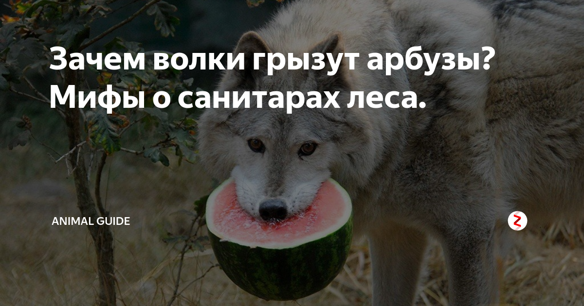 Почему волк санитар. Волк санитар леса. Волк санитар леса Мем. Волк санитар леса почему