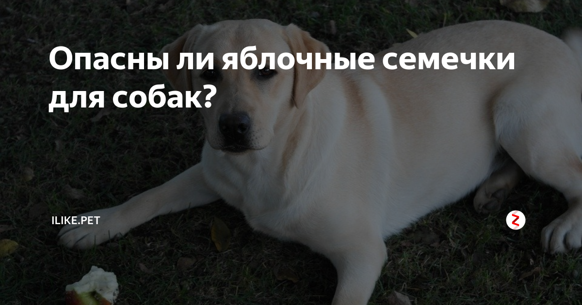 Можно давать собаке семечки. Можно ли давать собаке семечки. семечки для собак.