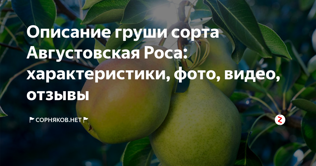 Груша сорта августовская роса описание фото. Груша августовская роса опылители. Августовская роса груша опылители для нее. Груша августовская роса описание опылители. Груша Татьяна описание сорта фото отзывы опылители.