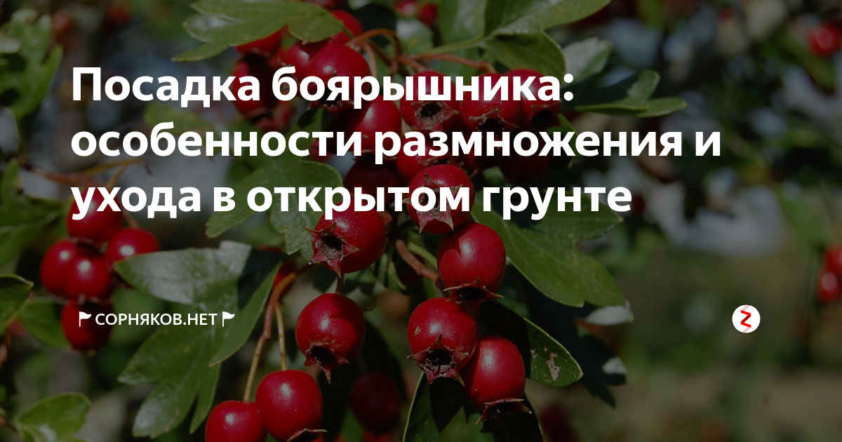 Как посадить боярышник осенью. Пересадка боярышника. Посадка боярышника на общественной территории. Как размножить боярышник. Посажена боярышником как правильно писать.