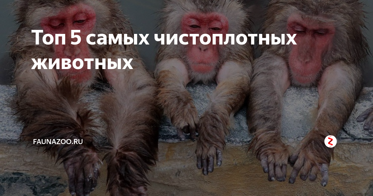Топ 5 самых чистоплотных животных | Faunazoo.ru | Дзен
