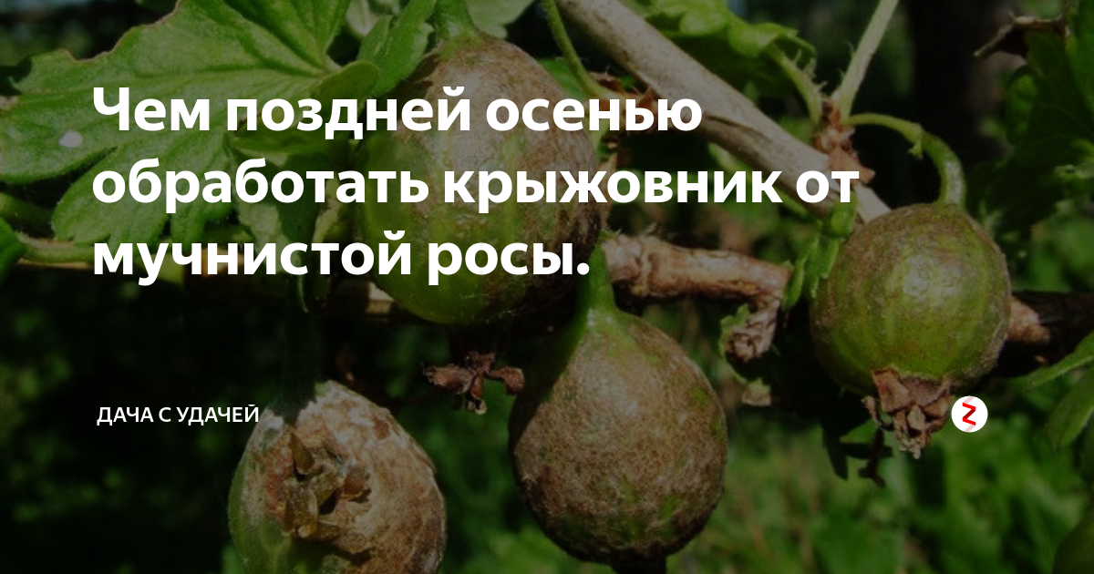 Крыжовник болезнь мучнистая роса. Сферотека крыжовника. Сферотека (американская мучнистая роса). Крыжовник от мучнистой росы обработать в июне. Крыжовник от мучнистой росы обработать в июне.