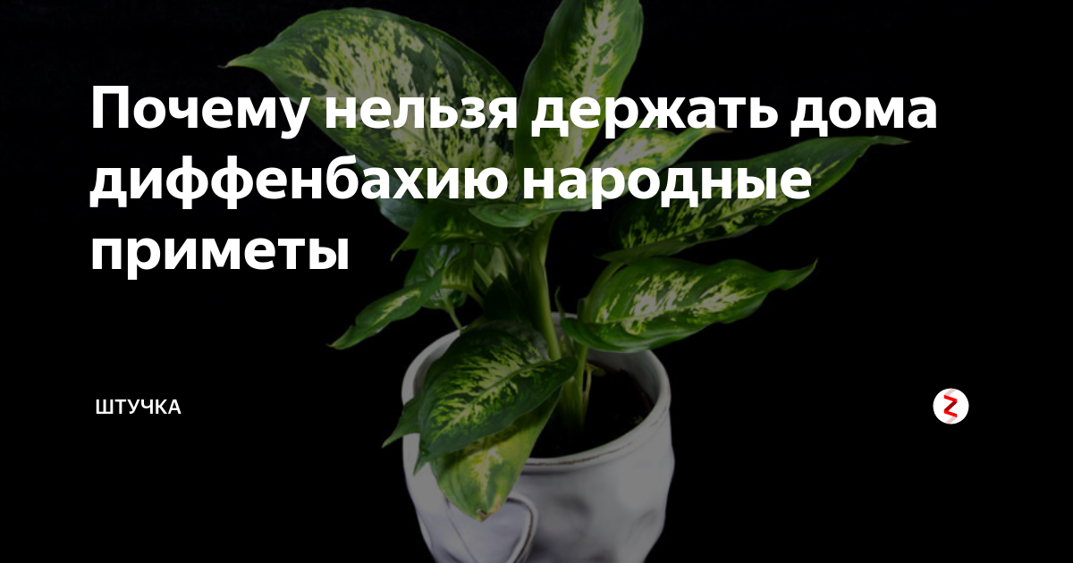 Суеверия и приметы о комнатных цветах