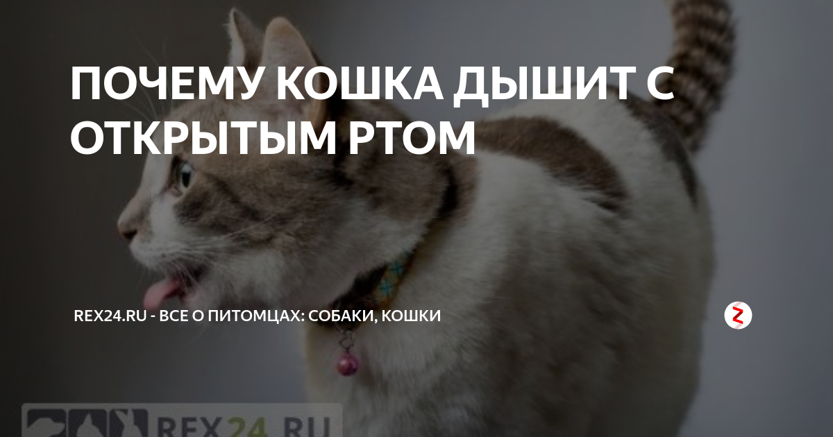Почему в машине кошка дышит открыв рот