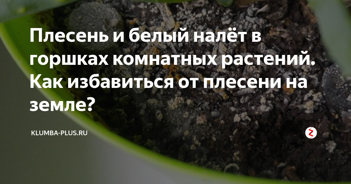 На покупном грунте появилась плесень. Что делать?