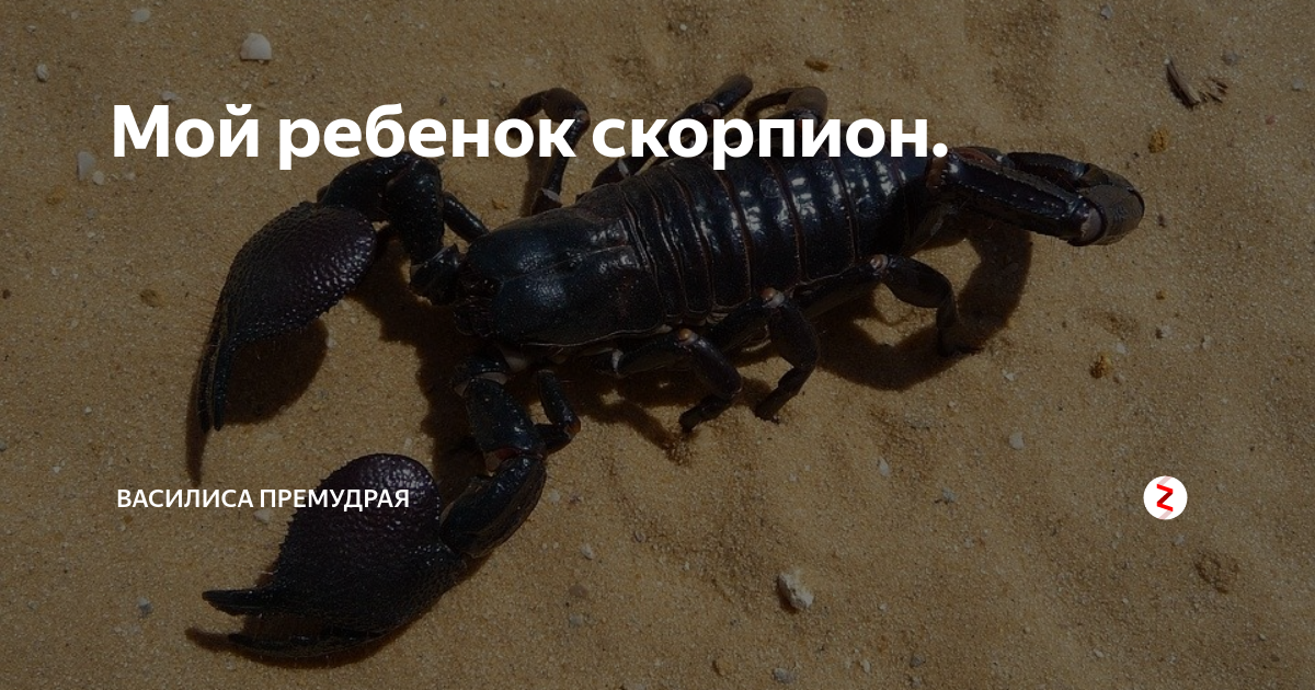 Когда рождается ребенок скорпион. Когда рождается ребенок скорпион