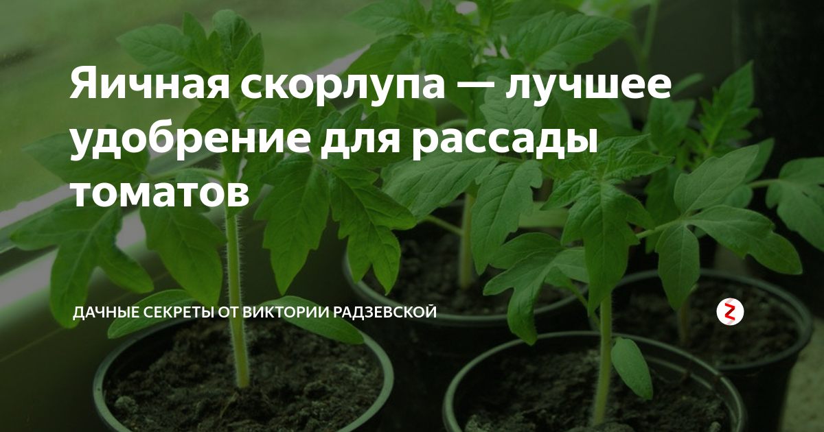 Удобрения после пекировки томат. Рассада помидор. Подкормить рассаду томатов после пикировки.