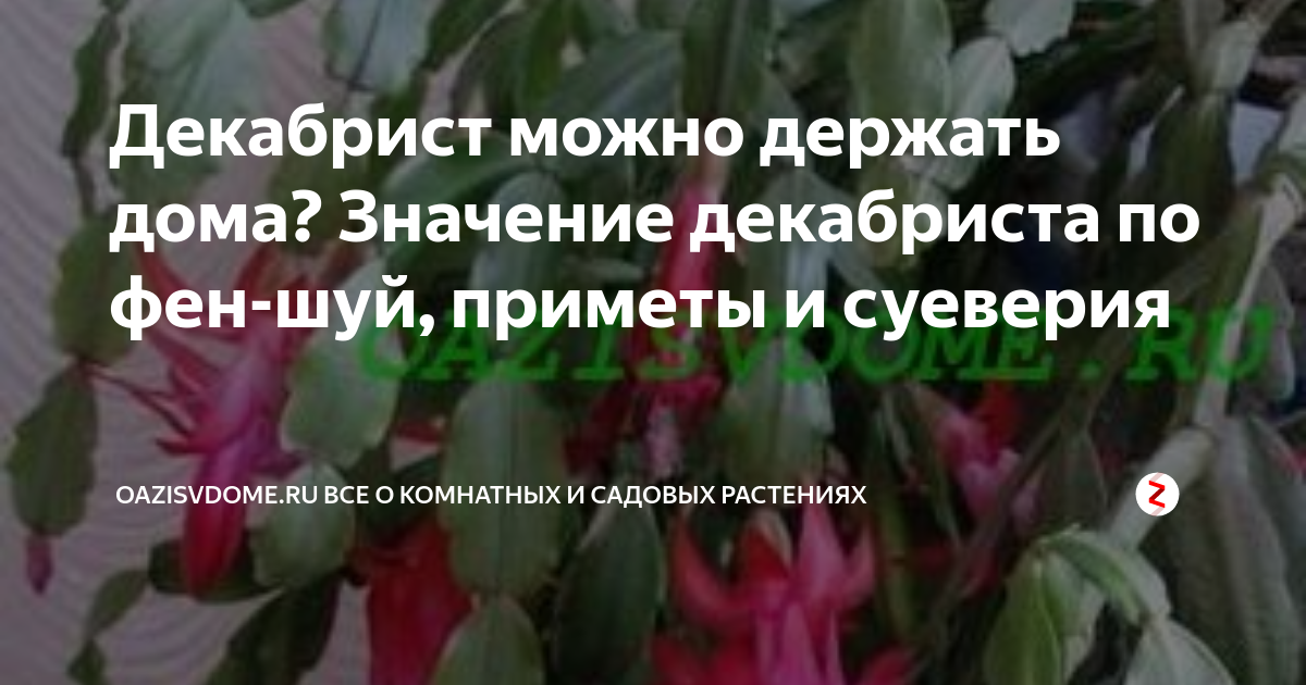 Значение декабристов цветов. Цветок шлюмбергера приметы и суеверия. Декабрист приметы и суеверия. Декабрист цветок приметы и суеверия для дома. Народные приметы о цветке декабрист.