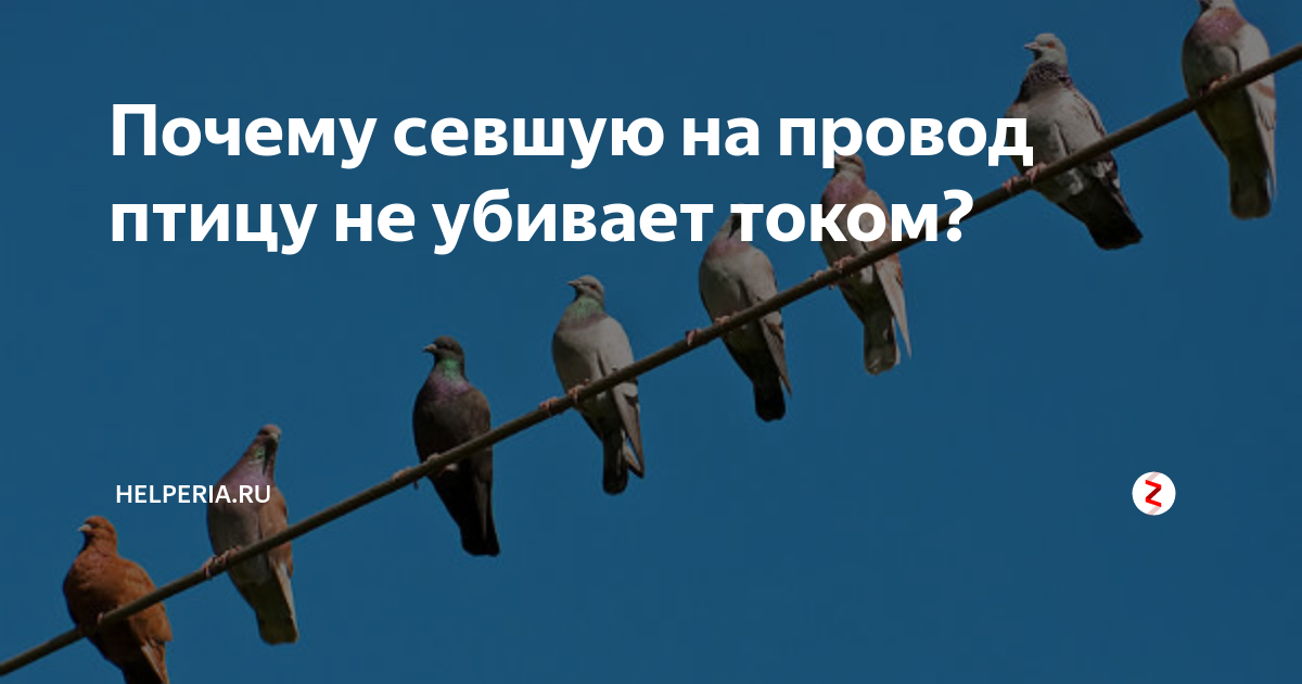 Как привлечь птиц к кормушке?