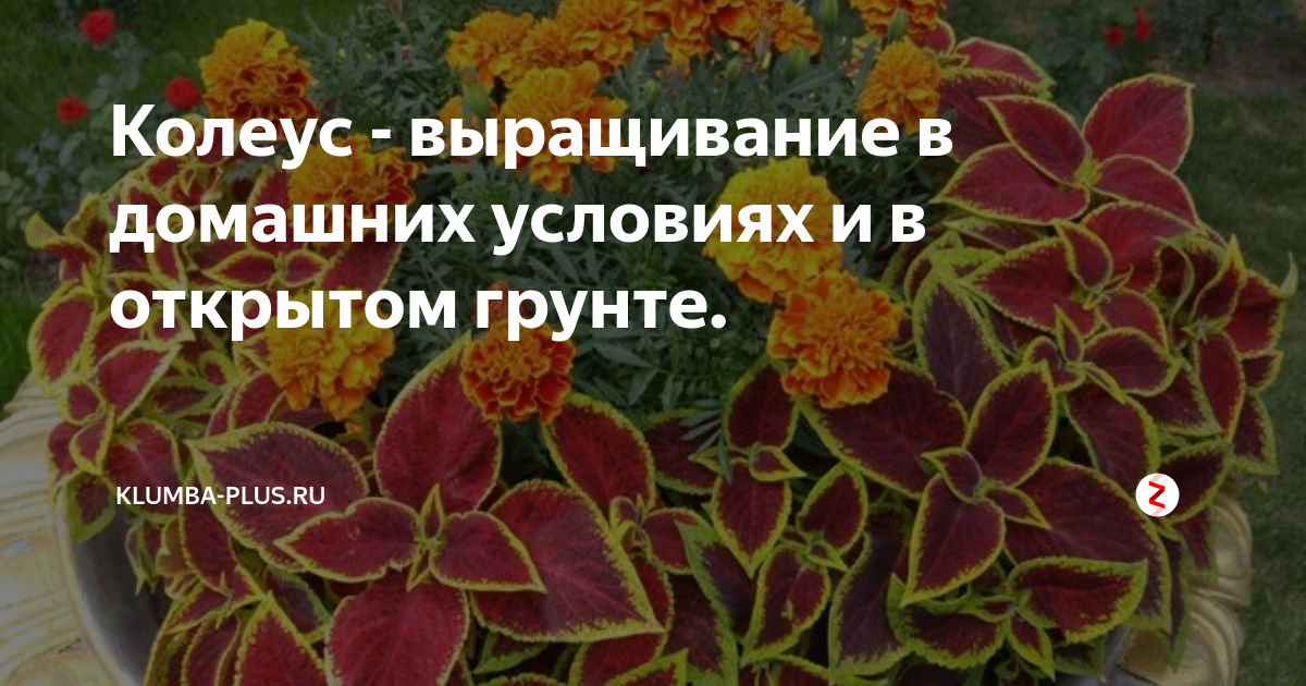 Колеус в открытом грунте зимует. Колеус схема посадки. Посадка колеусов в открытый грунт. Колеус с бархотками в открытый грунт.