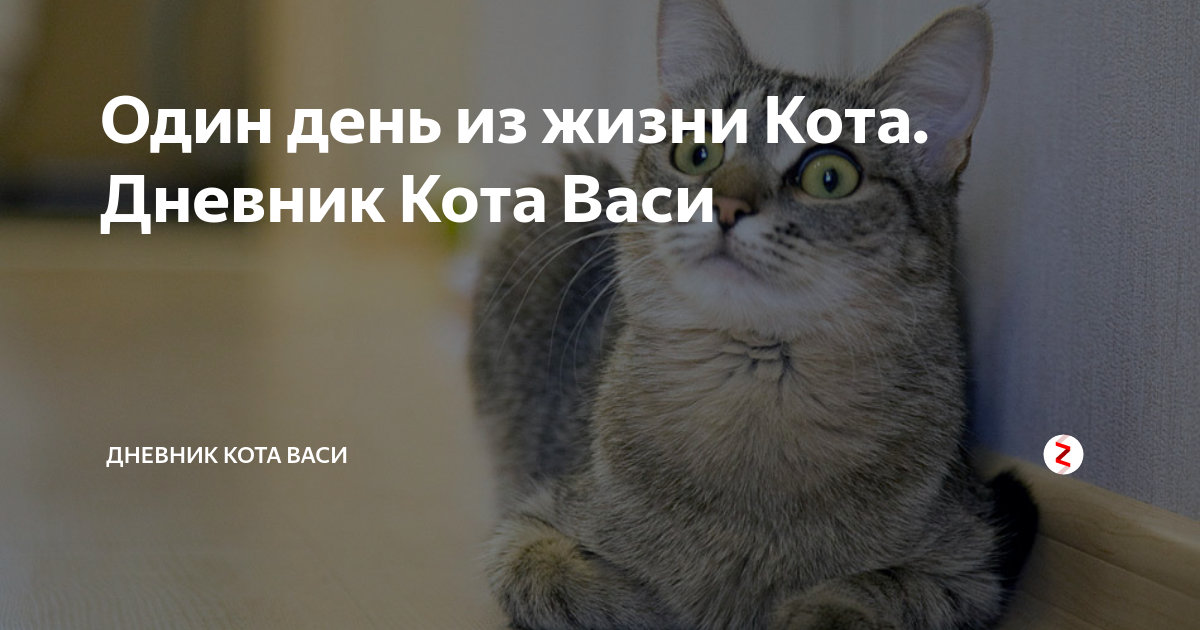 Дневник кота один день из жизни. Один день из жизни кота стих. Один день жизни кота. Рассказ один день из жизни кота.