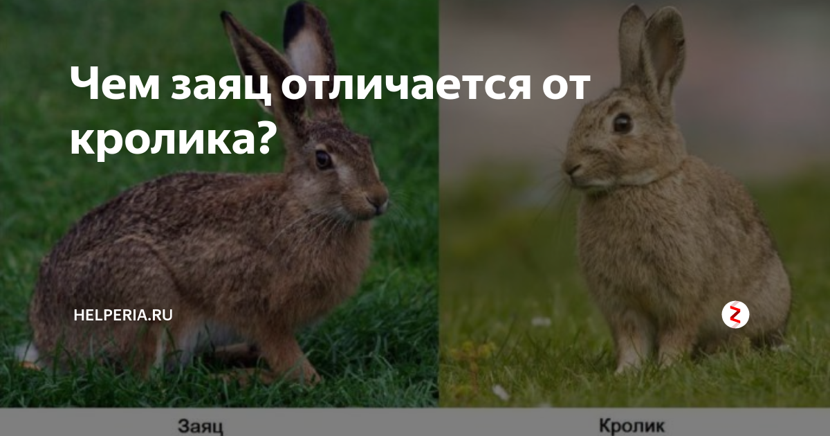 Различие зайца и белки. Отличие зайца от кролика.