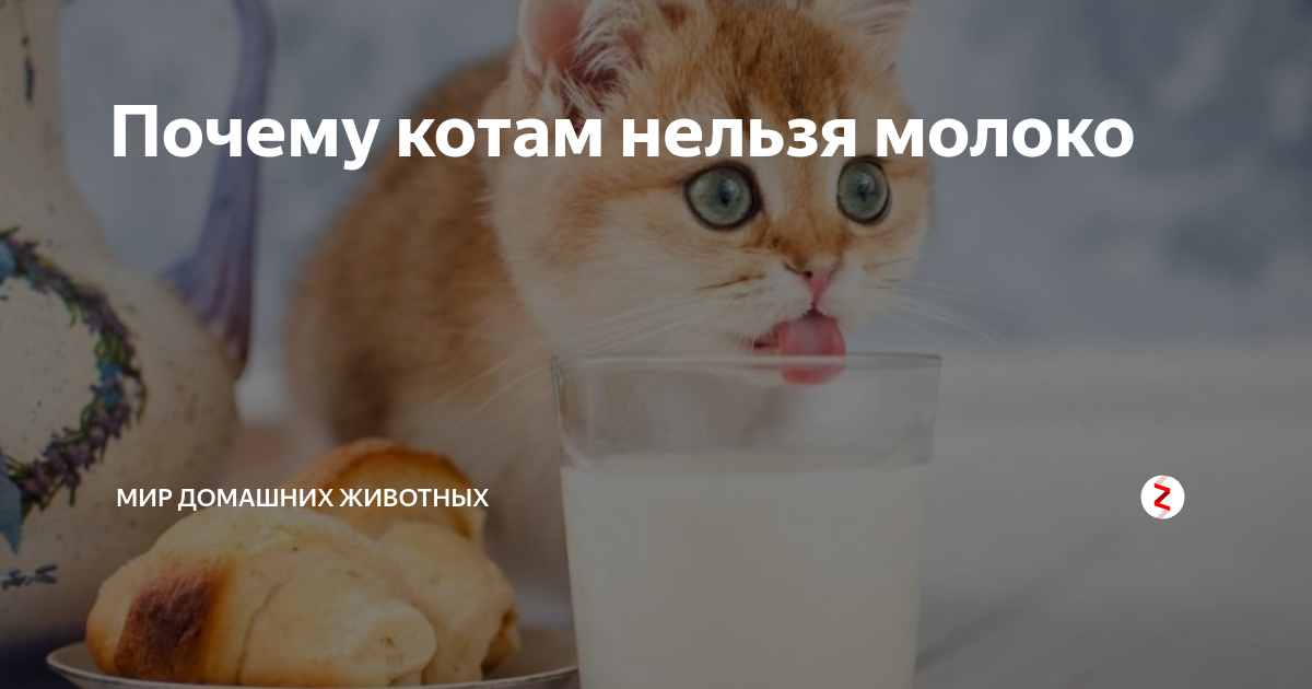 Котам нельзя молоко. Молоко нельзя. Кошкам нельзя молоко. Почему кошкам нельзя молоко. Котам нельзя с котами нельзя.