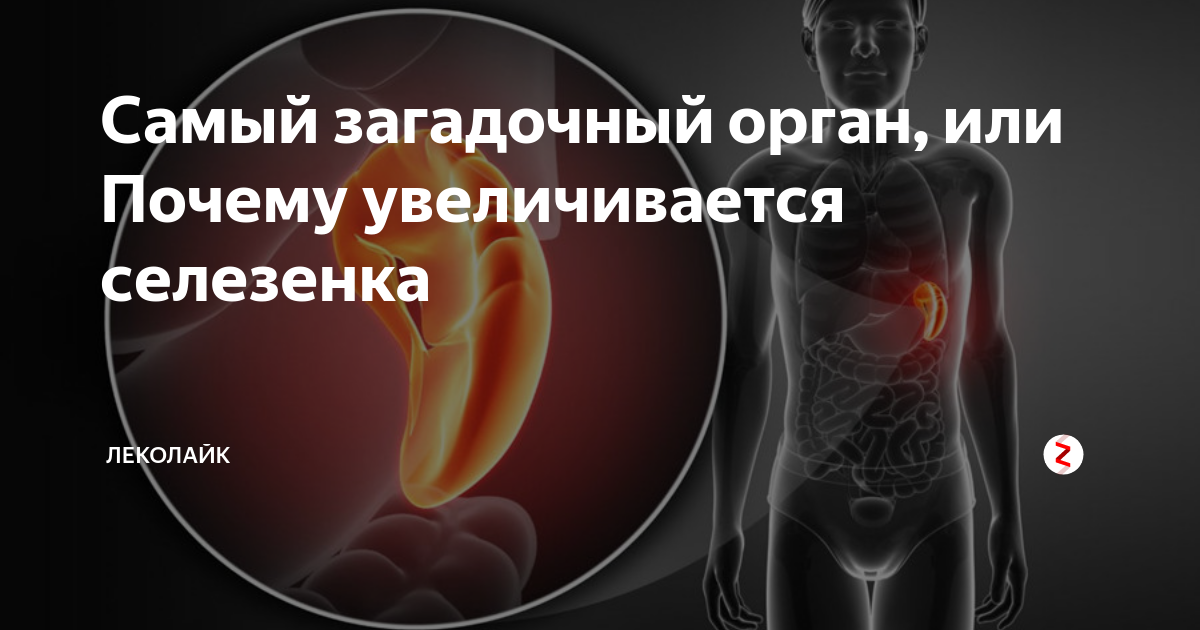 Температура увеличена селезенка. Селезенка неприятные ощущения. Увеличенная селезенка фото. Селезенка при ожирении.