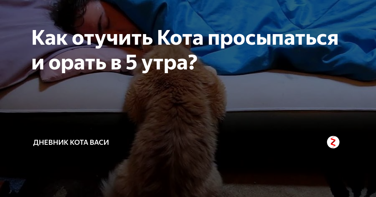 Кот просыпается в 5 утра. Как отучить кота орать по утрам. Кот рано встает по утрам и орет. Орать в 5 утра.