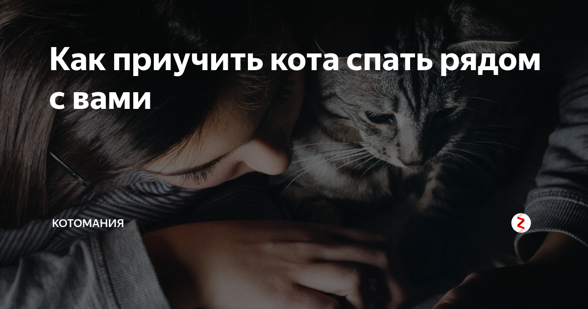 Как приучить кота спать с собой на кровати