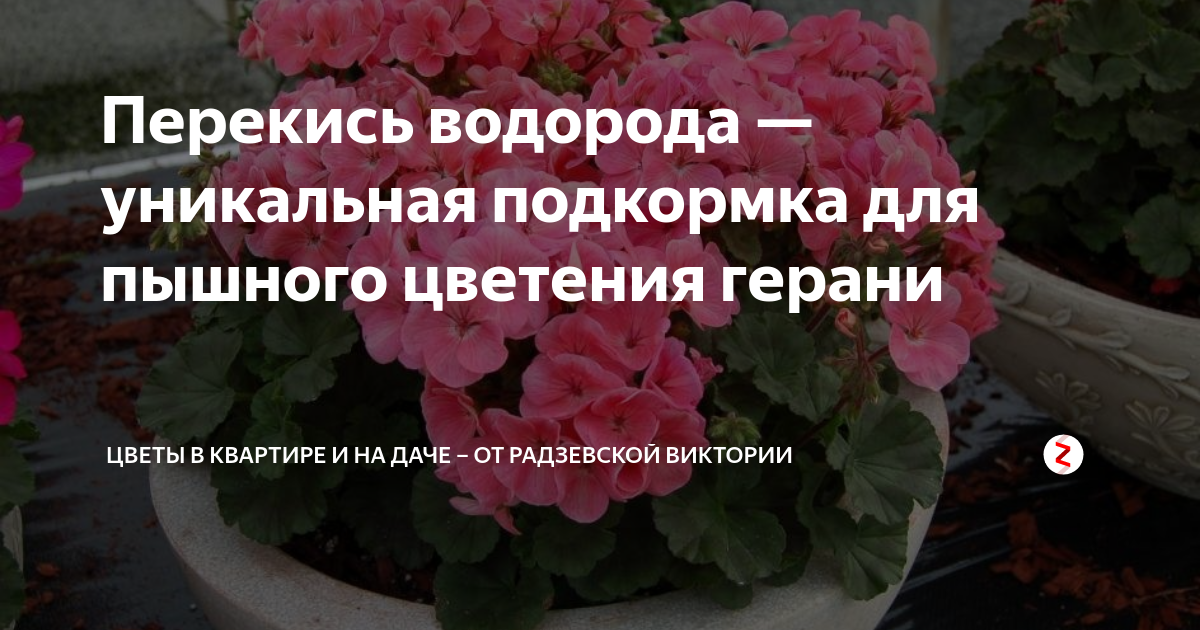 Полив гераней йодом. Перекись водорода для комнатных цветов полив пропорции отзывы. Полив цветов перекисью водорода пропорции отзывы.