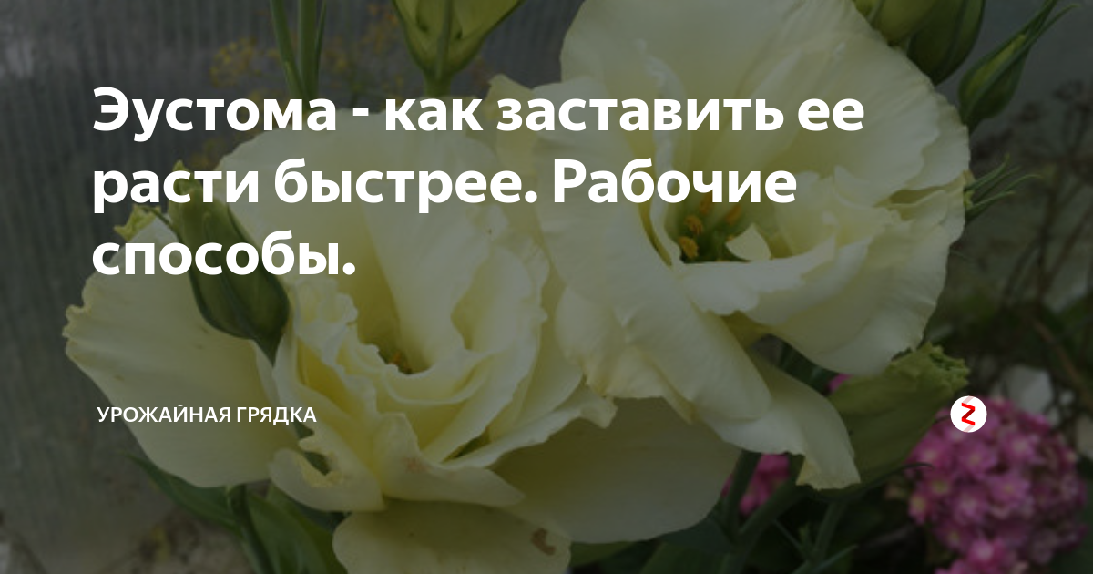 Чем подкормить рассаду эустомы. Болезни эустомы. Эустома подкормка. Подкармливаем. Эусто му. Болезни эустомы фото и описание.