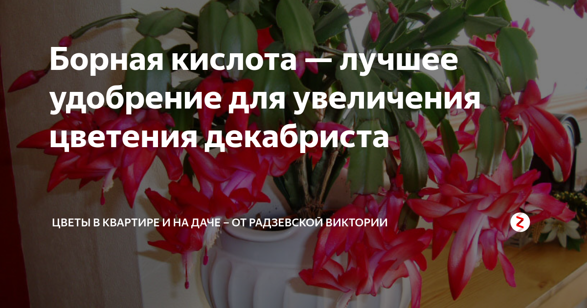 Как ухаживать за цветами декабристы. Декабрист цветок. Комнатный цветок декабрист размножение. Декабристы цветы в квартире. Декабрист цветок размножение.