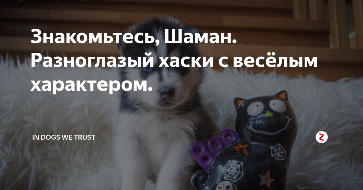 In dogs we trust дзен