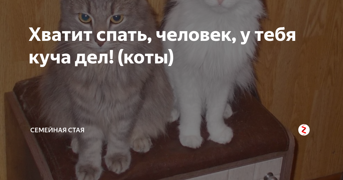 Хватит спать картинки прикольные. Хватит спать. Хватит дрыхнуть. Вставай хватит спать.