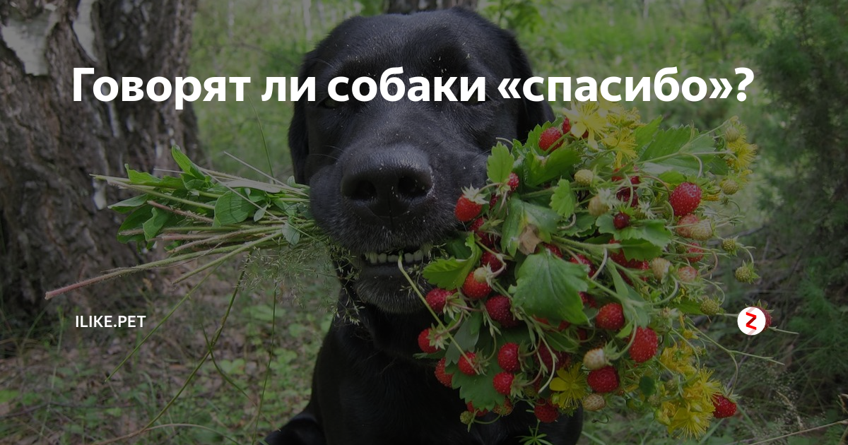 Спасибо от собаки картинки