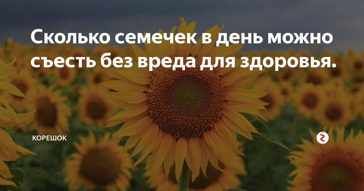 Сколько семечек в день. Сколько семечек в день