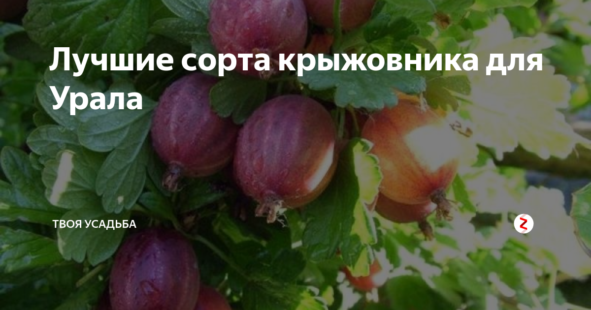 Саженец бесшипного крыжовника сорт Сенатор C3-4/1-летний: отзывы покупателей, ре